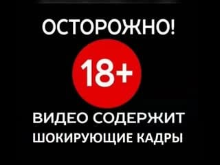 Молодые ростовчанин всячески мучает пса в том числе в стиральную машину