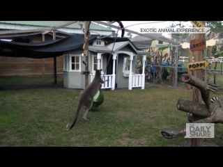This Kangaroo Just Summoned A Hippo To A Boxing Match