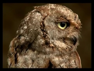 Сплюшка scops owl otus scops дикий мир и поведение молодые в нем