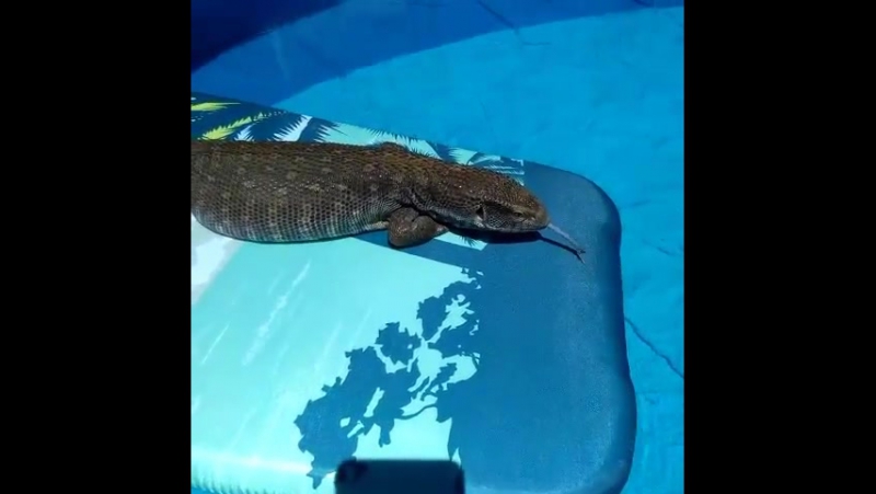 Капский варан кайфует