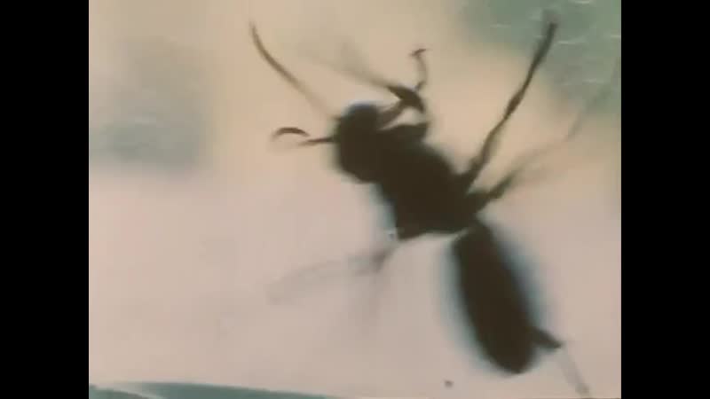 Franco piavoli al primo soffio di vento, 2002