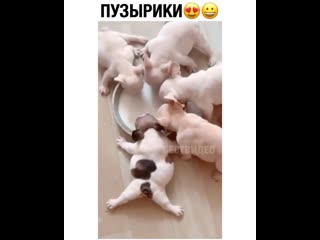 Ещё глоток и лопну 🐶😂