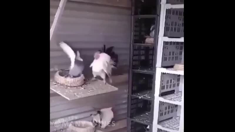 Надавал лещей