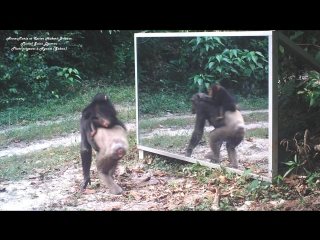 Baby chimp learn of mirror progress