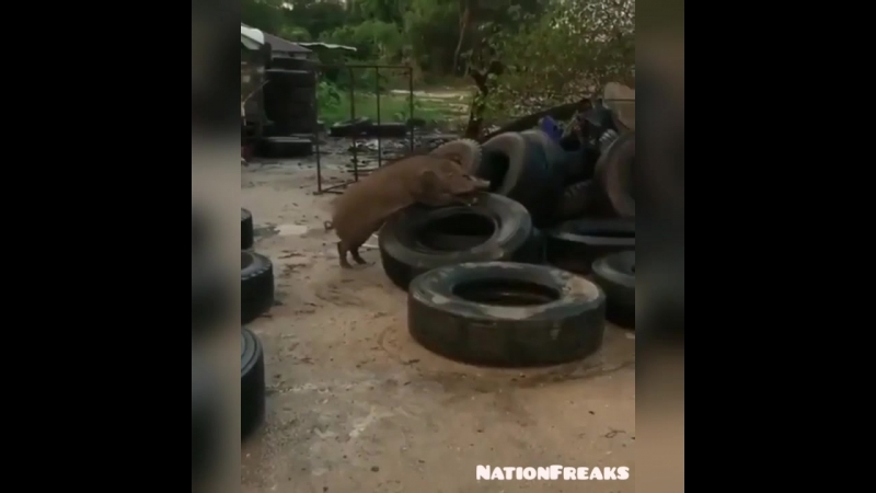 Кабан и его малышки покрышки