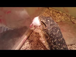 Pet varan absolutely destroys mouse! (live feeding)