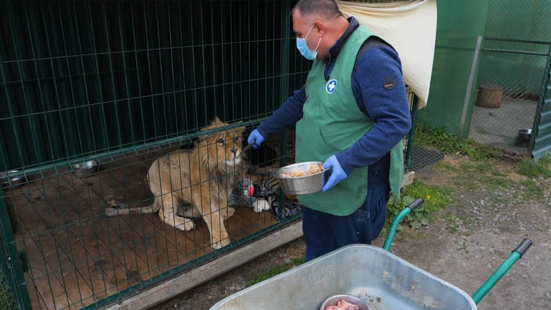 Доктор айболит существует