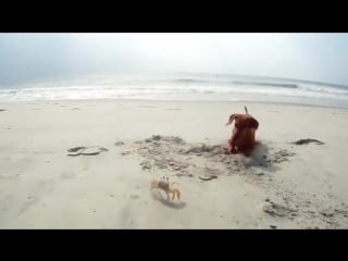 Смешная такса и наглый краб