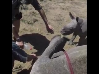 Protective baby rhino guards mother during toe treatment 986059