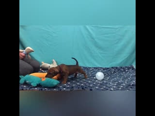 Сука с коричневой лентой