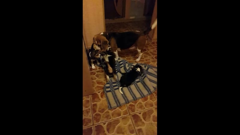 Наши ) щенки бигли