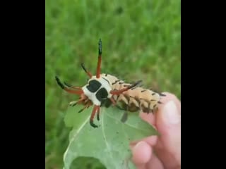 Hickory horned devil