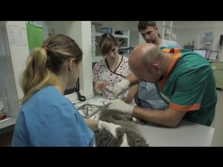 Ветеринары серия 7