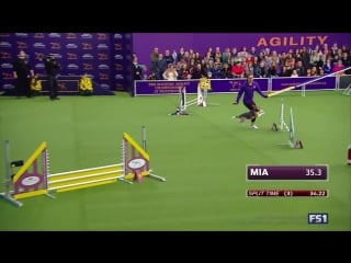 Бигль миа, которая не смогла, но старалась