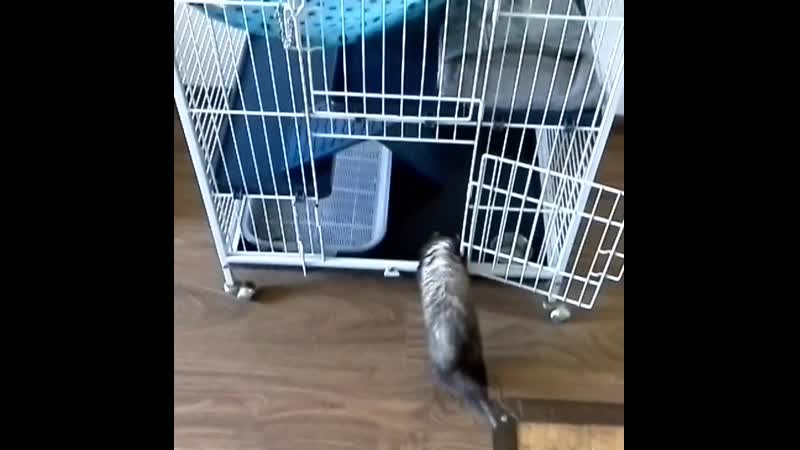 Хорек молли проказница