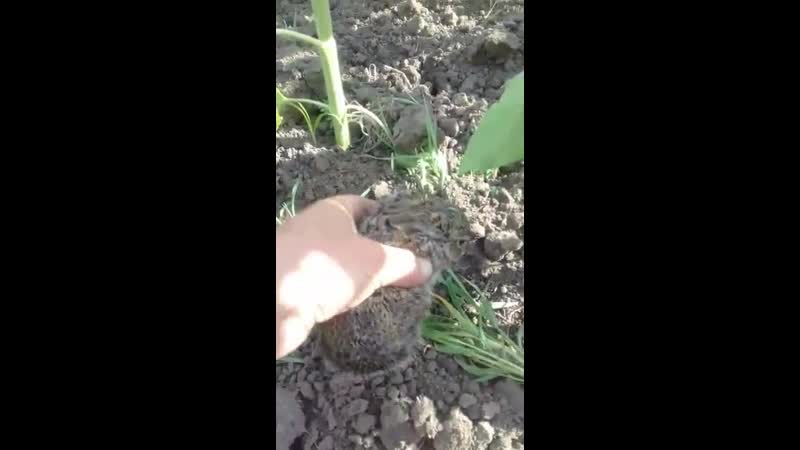 Отважный зайчонок