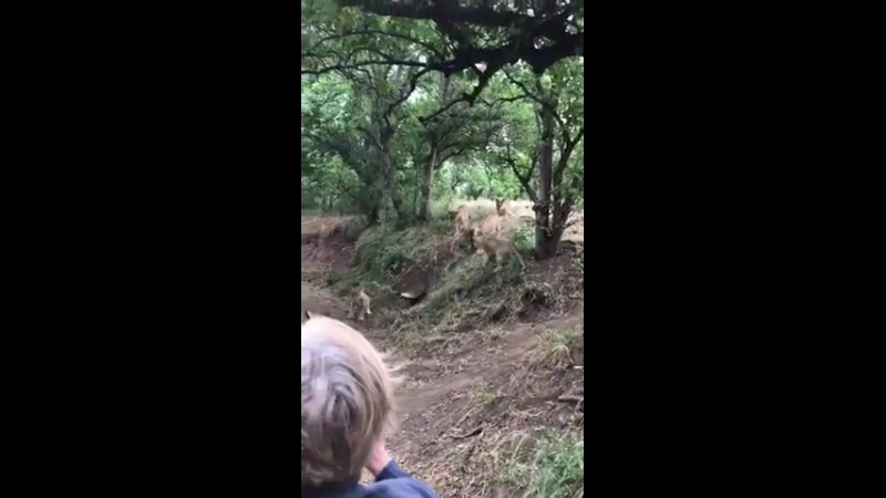 Медоеды круты