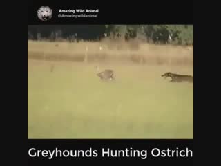 Greyhounds hunting ostrich