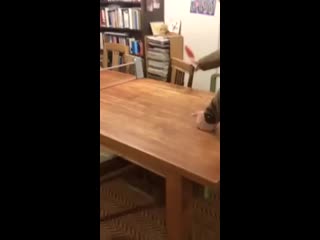 Котэ mp4