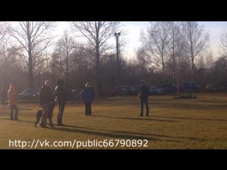 Сдача bh ризеншнауцер