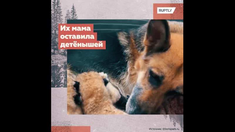 Немецкая овчарка стала приёмной мамой для двух львят