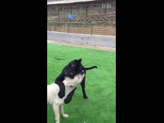 Dogo argentino vs cane corso