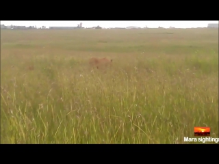 A lions attempt in hunting a hippo backfires horribly