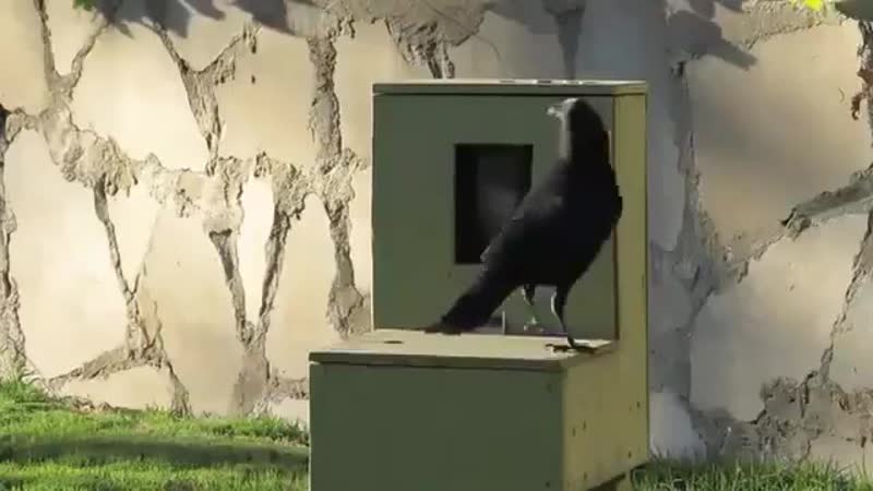 Box porn video – This man built a coin operated feeding box for crows and this is the proof crows can use a vending machine