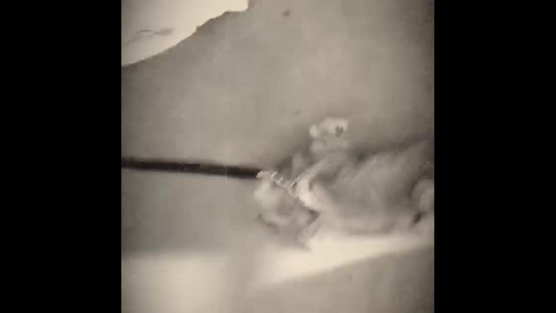 Tried porn video – Tried to take matey on his leash today for the first time i cant say it was a success i think he thinks its a toy for slidin