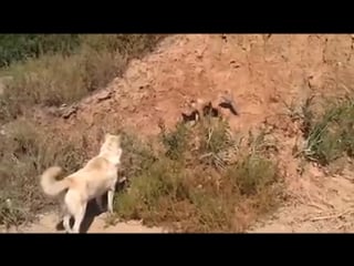 Kangal vs fox