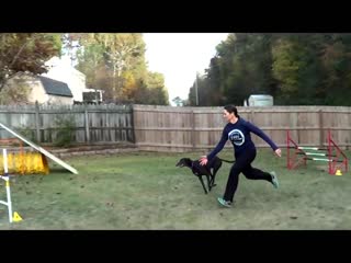 Agility training | greyhound