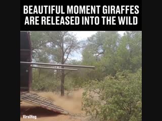 To release a giraffe