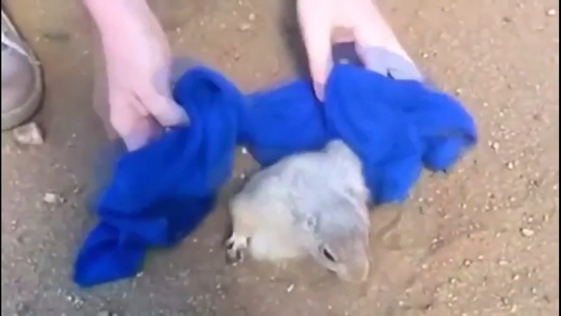 Прикол! волки позорные!)))