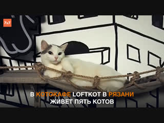 Рязань котокафе loftkot