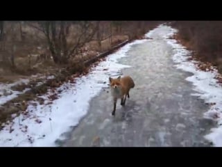 A friendly fox in pripyat