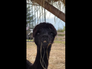 Клип сообщества дневник дрища +18