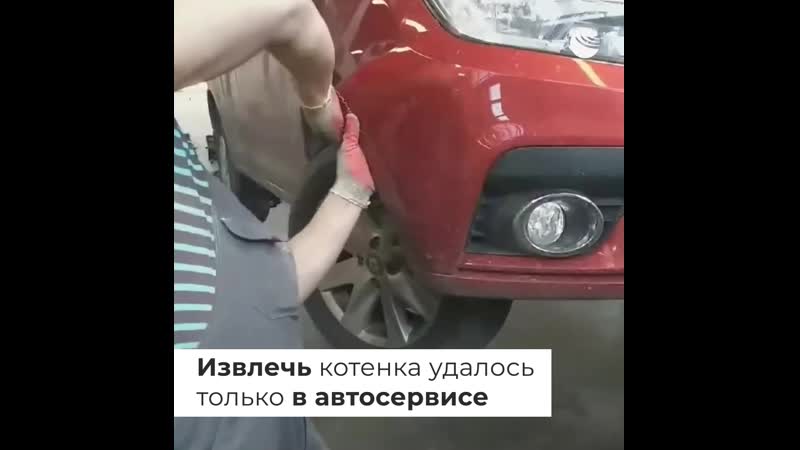 Вытащили черного котенка из под капота машины