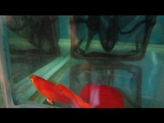 Guppy full red