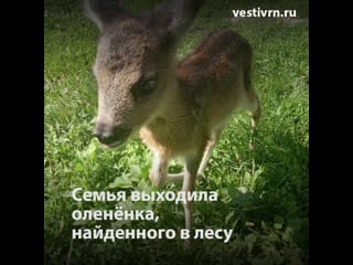 Семья выходила оленёнка, найденного в лесу