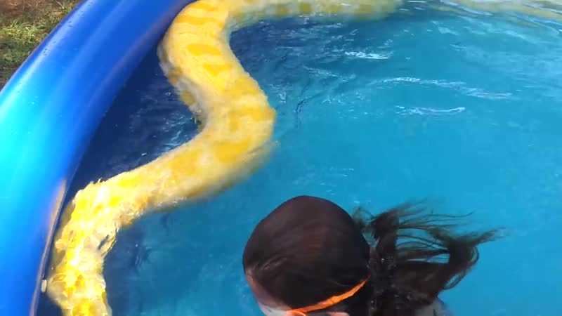 Girl swims with huge burmese python