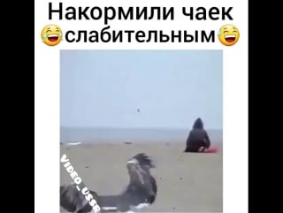 Накормили слабительным чаек