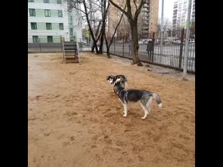 Malchik julia afina husky 20200125 135353 0 mp4