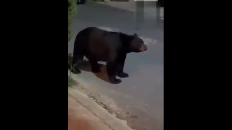 Ай,моська!знать,она сильна,раз лает на