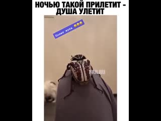 Главное моей девушке не показывать