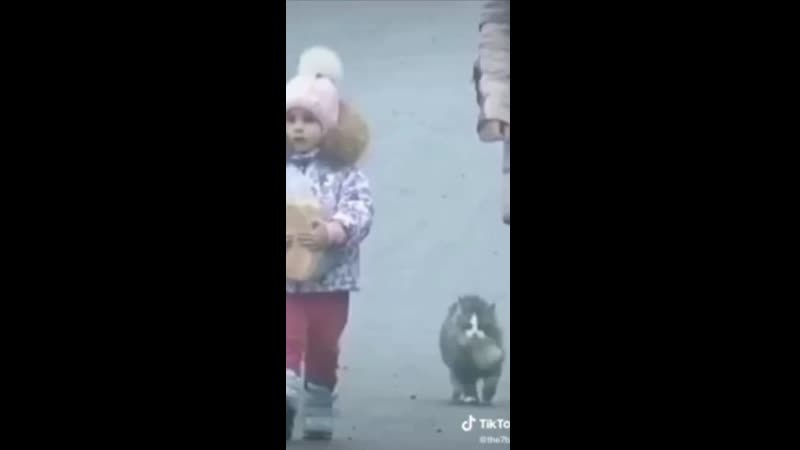 Кот споткнулся