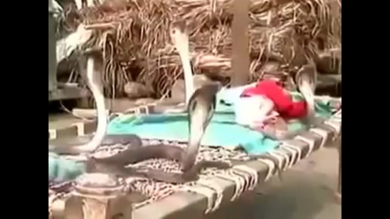 Змеи охраняют сон ребенка