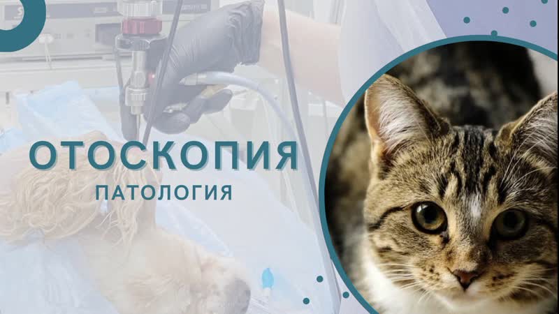 Отоскопия наружний отит у кошки