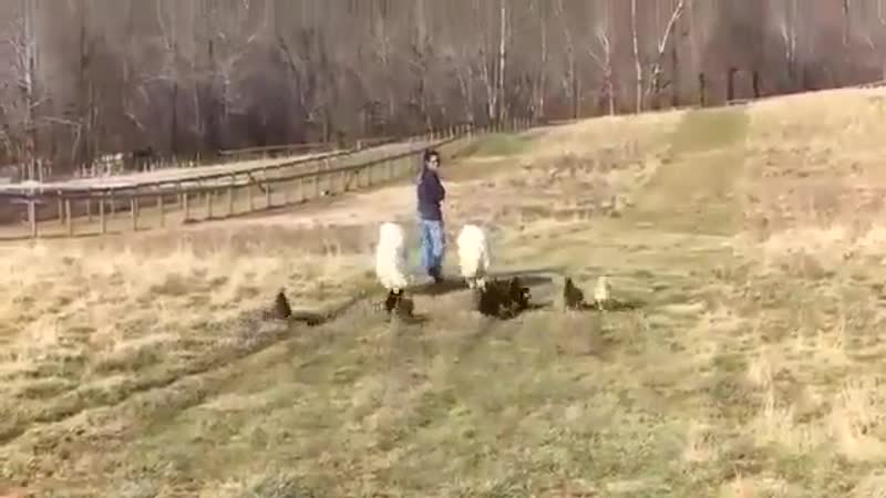 Жена решила отдохнуть от хозяйства прогуляться))