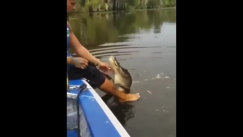 Кормежка молодого крокодила