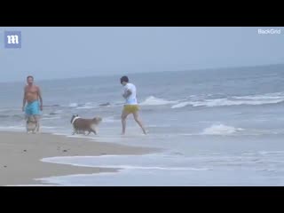 Baby hazza playing with dogs in malibu